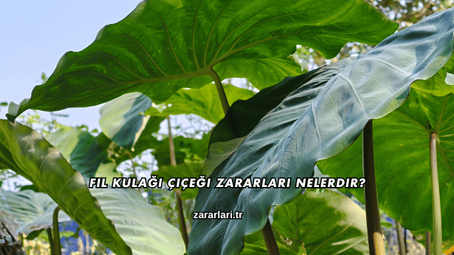Fil Kulağı Çiçeği Zararları Nelerdir?