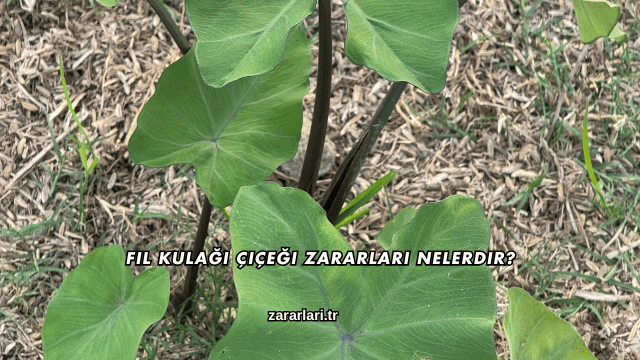 Fil Kulağı Çiçeği Zararları Nelerdir?
