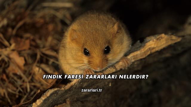 Fındık Faresi Zararları Nelerdir?