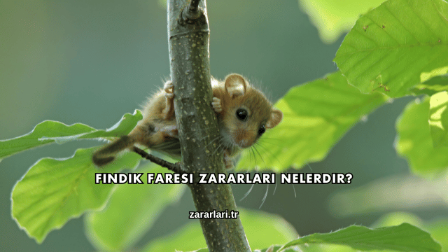 Fındık Faresi Zararları Nelerdir?