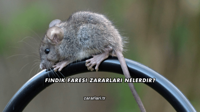 Fındık Faresi Zararları Nelerdir?