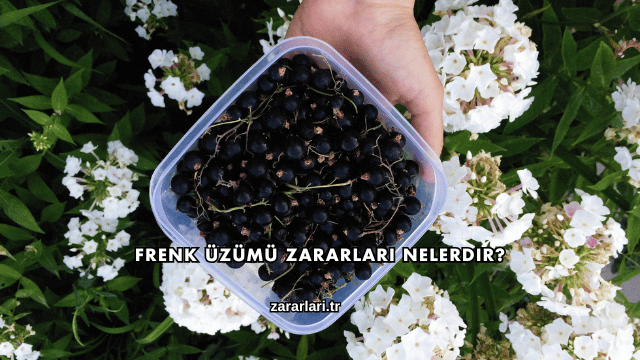 Frenk Üzümü Zararları Nelerdir?