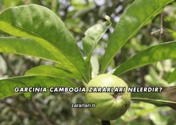 Garcinia Cambogia Zararları Nelerdir?