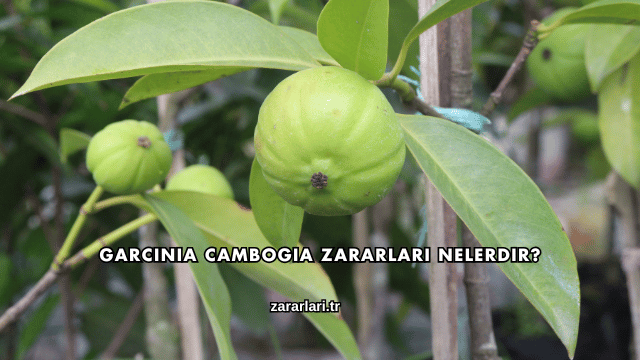 Garcinia Cambogia Zararları Nelerdir?