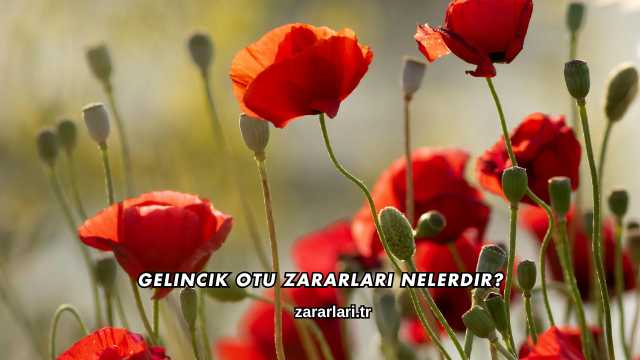 Gelincik Otu Zararları Nelerdir?