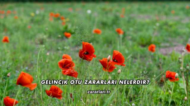 Gelincik Otu Zararları Nelerdir?