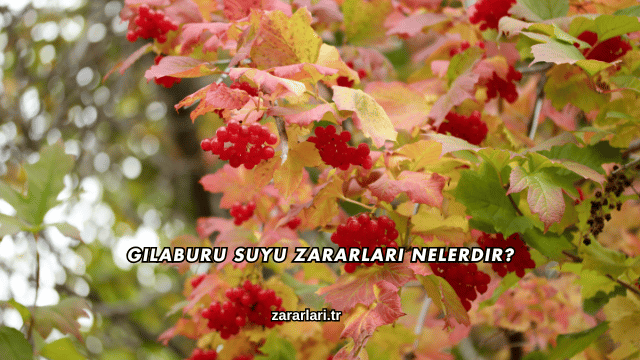 Gilaburu Suyu Zararları Nelerdir?