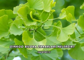 Ginkgo Biloba Zararları Nelerdir?
