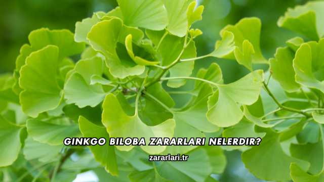 Ginkgo Biloba Zararları Nelerdir?