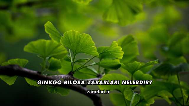 Ginkgo Biloba Zararları Nelerdir?