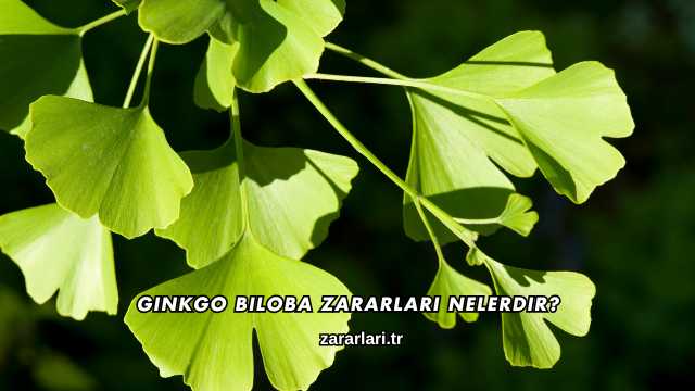 Ginkgo Biloba Zararları Nelerdir?