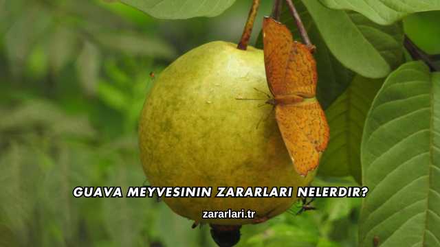 Guava Meyvesinin Zararları Nelerdir?
