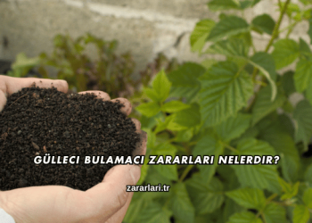 Gülleci Bulamacı Zararları Nelerdir?