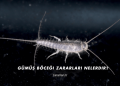 Gümüş Böceği Zararları Nelerdir?