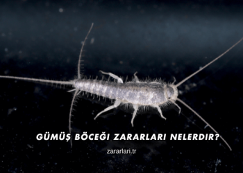 Gümüş Böceği Zararları Nelerdir?