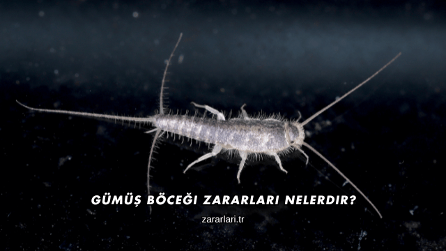 Gümüş Böceği Zararları Nelerdir?
