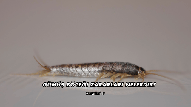 Gümüş Böceği Zararları Nelerdir?