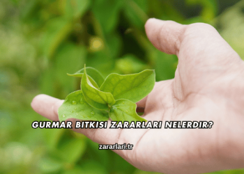Gurmar Bitkisi Zararları Nelerdir?