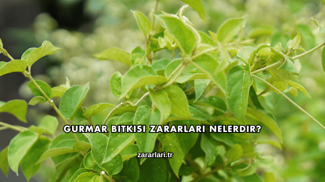 Gurmar Bitkisi Zararları Nelerdir?