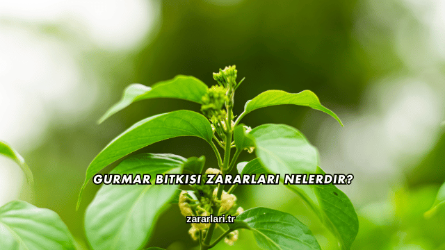 Gurmar Bitkisi Zararları Nelerdir?