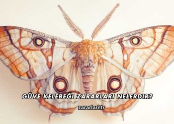 Güve Kelebeği Zararları Nelerdir?