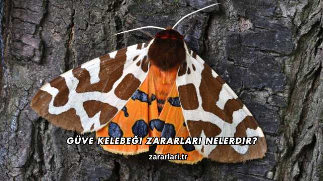 Güve Kelebeği Zararları Nelerdir?