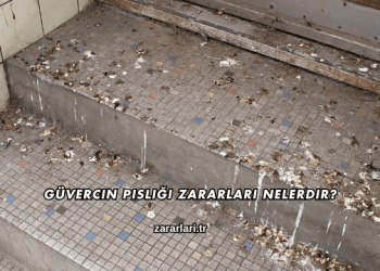 Güvercin Pisliği Zararları Nelerdir?