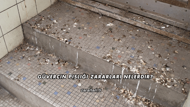 Güvercin Pisliği Zararları Nelerdir?