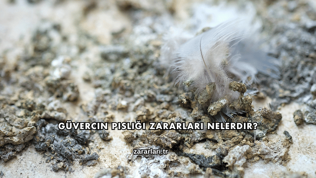 Güvercin Pisliği Zararları Nelerdir?