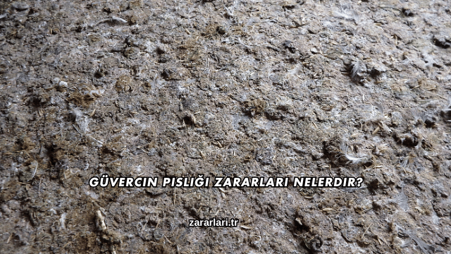 Güvercin Pisliği Zararları Nelerdir?