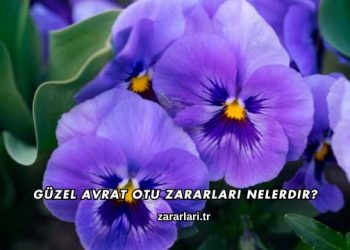 Güzel Avrat Otu Zararları Nelerdir?