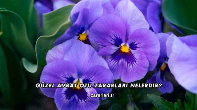 Güzel Avrat Otu Zararları Nelerdir?