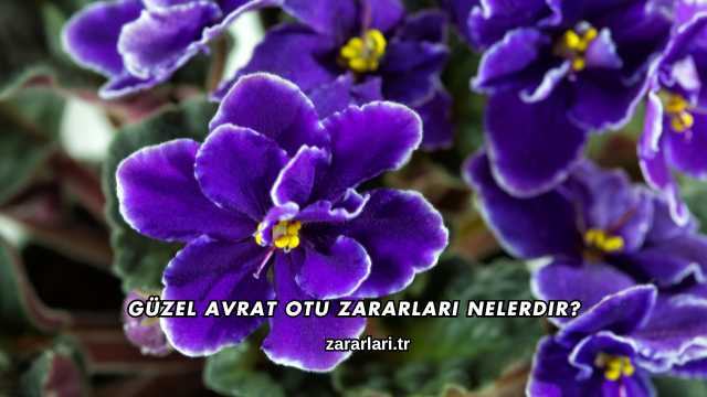 Güzel Avrat Otu Zararları Nelerdir?