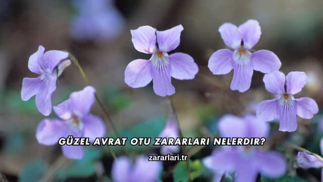 Güzel Avrat Otu Zararları Nelerdir?