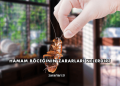 Hamam Böceğinin Zararları Nelerdir?