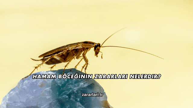 Hamam Böceğinin Zararları Nelerdir?