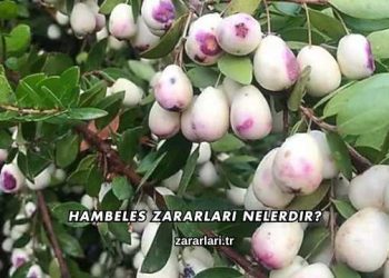 Hambeles Zararları Nelerdir?