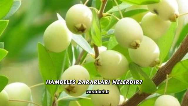 Hambeles Zararları Nelerdir?