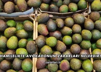 Hamilelikte Avokadonun Zararları Nelerdir?