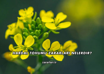 Hardal Tohumu Zararları Nelerdir?