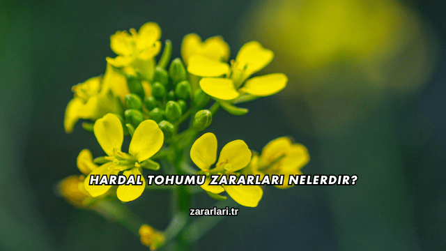 Hardal Tohumu Zararları Nelerdir?