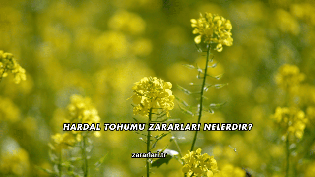 Hardal Tohumu Zararları Nelerdir?