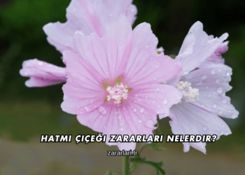 Hatmi Çiçeği Zararları Nelerdir?