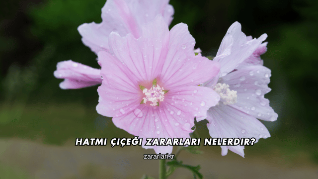 Hatmi Çiçeği Zararları Nelerdir?