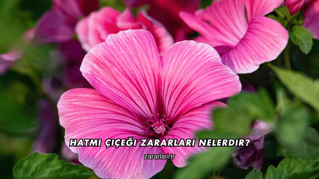 Hatmi Çiçeği Zararları Nelerdir?