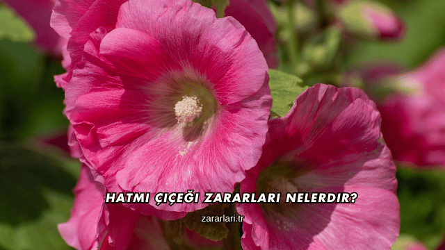 Hatmi Çiçeği Zararları Nelerdir?