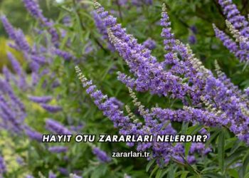 Hayıt Otu Zararları Nelerdir?