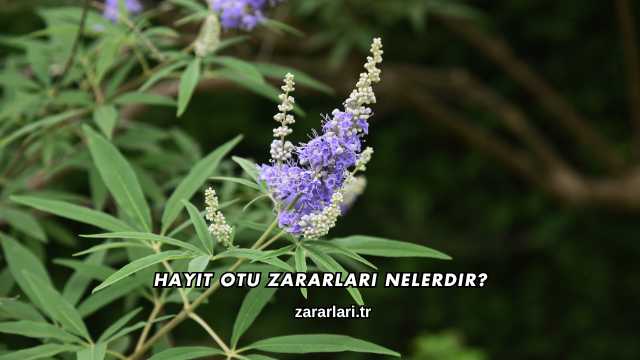 Hayıt Otu Zararları Nelerdir?