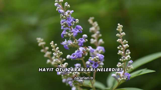 Hayıt Otu Zararları Nelerdir?