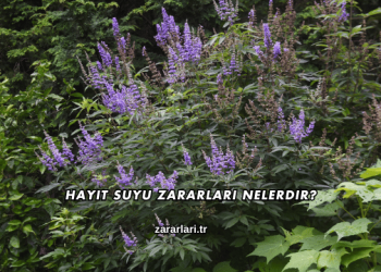 Hayıt Suyu Zararları Nelerdir?